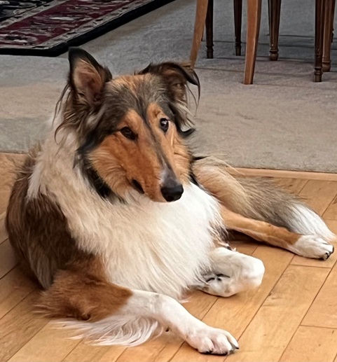 Image Scottish Collie